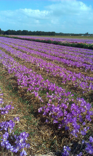 colchicum