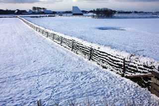 Tuunwal in sneeuw