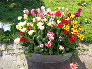 Tulpen